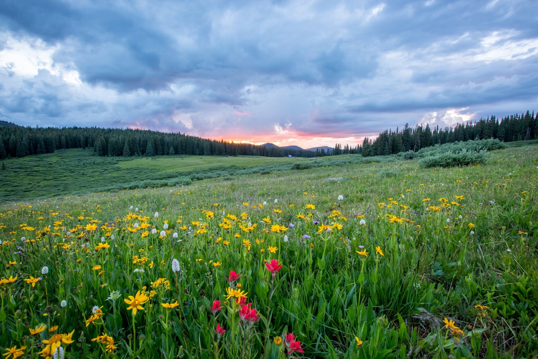 Photo Wildflowers